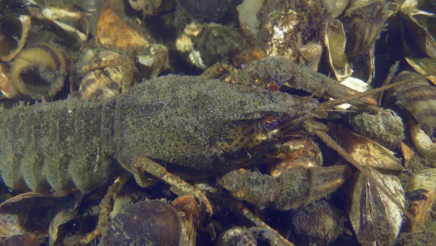 Broad Clawed Crayfish (Astacus astacus) at the bottom of a river covered in seashells, then it leaves the frame.