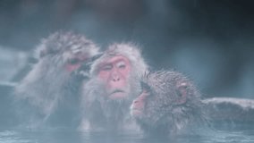 Snow Monkey Yawning in Snow Monkey Park, Jigokudani Yaen Koen, Japan: Closeup of Face in Hot Spring Slow Motion Video