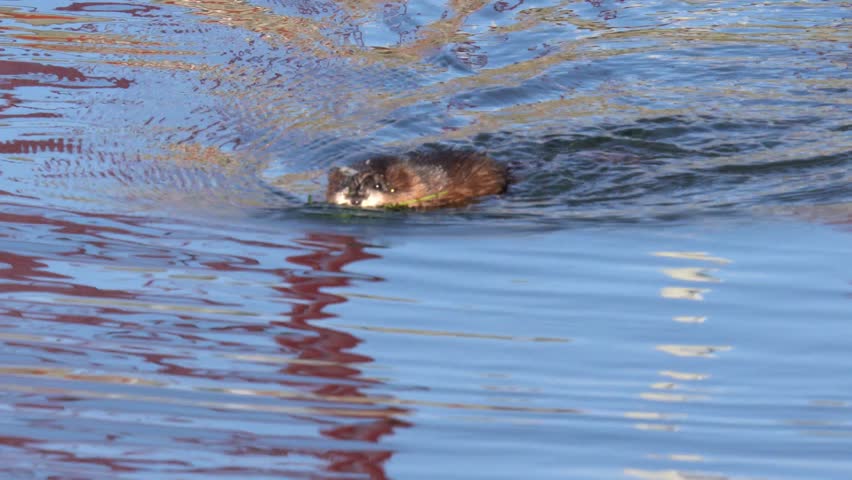 A muskrat (Ondatra zibethicus) swims in a blue river with algae in its teeth.