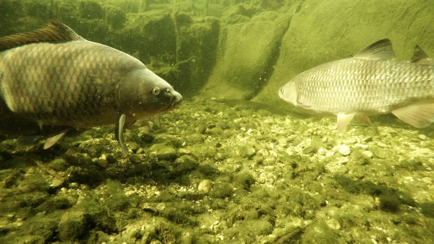 Shoal of fish.  Common Carp, European Chub, Roach. Underwater footage with scene from garden pond on fishing and farming theme. Royalty-Free Stock Footage #1100887705