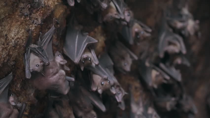 Many bats hanging on the stone wall of the cave and flying out of frame. The life of flying foxes in the wild close-up. Bats are start flying to hunt. slow motion footage. film grain texture. 