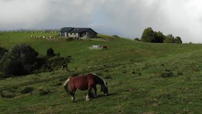 Wild horses graze in green fields of Prat d'Albis plateau, Pyrenees in France. Drone flying at low altitude