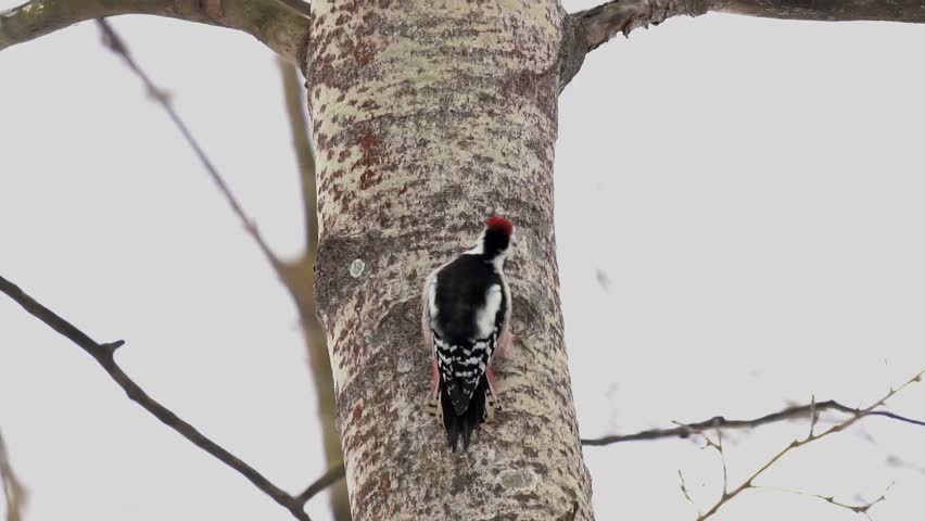 The middle spotted woodpecker (Dendrocoptes medius) looking for food on a tree trunk