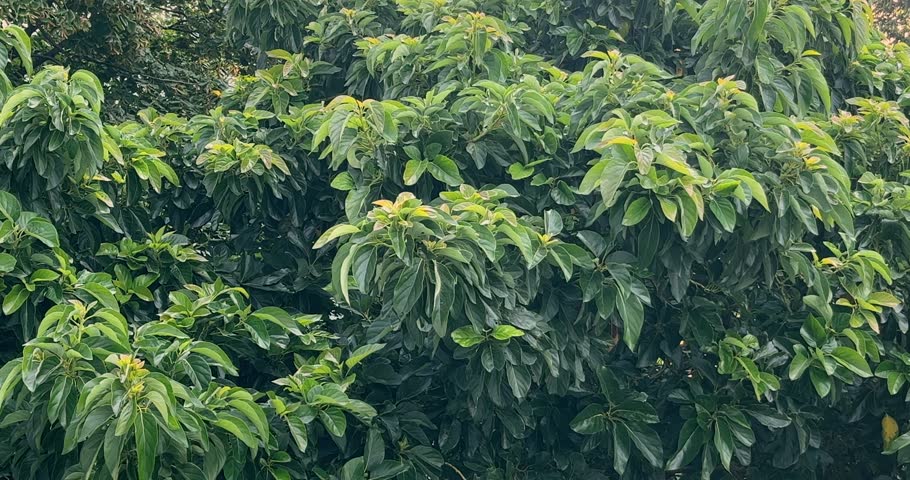 A close up to an avocado tree, with a soft breeze moving the leaves and branches. | Shutterstock HD Video #1100891885