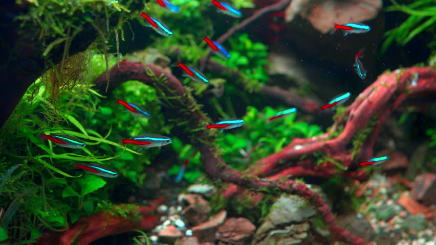 School of neon tetra fish in tropical aquascape. Planted aquarium with big branched roots and Frodo stones. 4k footage Royalty-Free Stock Footage #1100892171