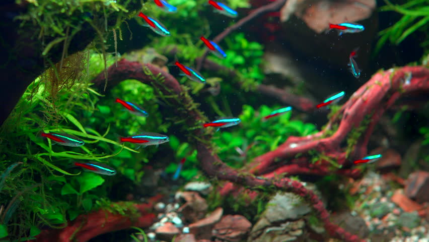 School of neon tetra fish in tropical aquascape. Planted aquarium with big branched roots and Frodo stones. 4k footage