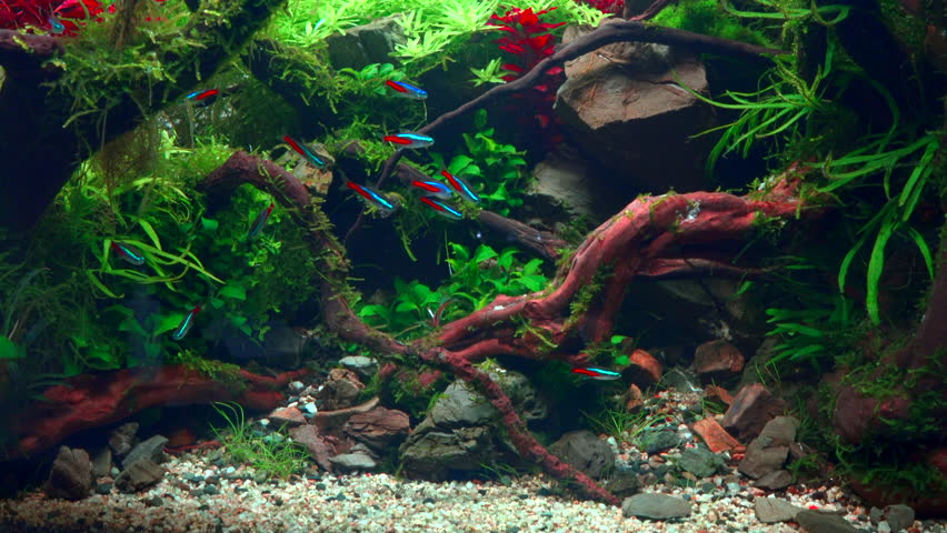 School of neon tetra fish in tropical aquascape. Planted aquarium with big branched roots and Frodo stones. 4k footage