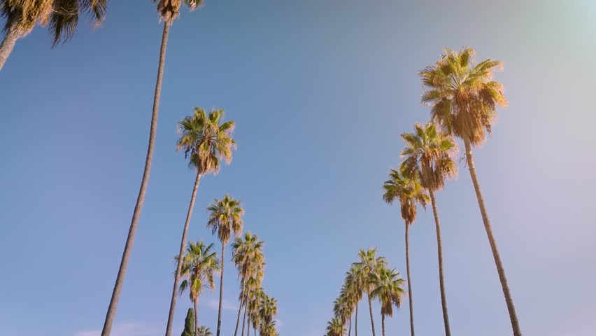 Camera looks up as it moves past rows a palm trees in Los Angeles California Royalty-Free Stock Footage #1100894767