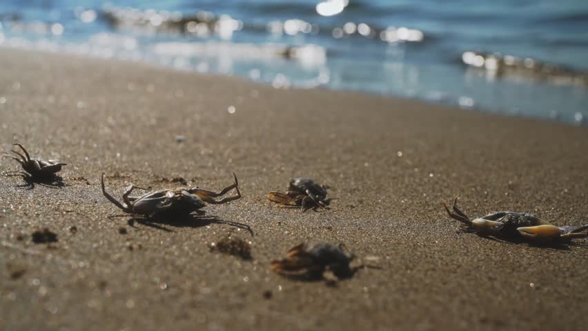 Dead crabs near the sea. Ecological catastrophy. | Shutterstock HD Video #1100896177