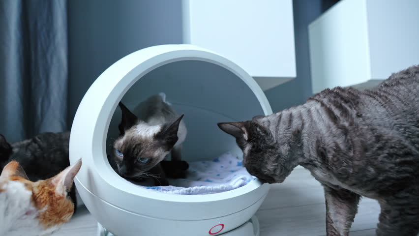 Four colored Devon Rex cats around the modern heated round cat bed. High quality 4k footage Royalty-Free Stock Footage #1100899717