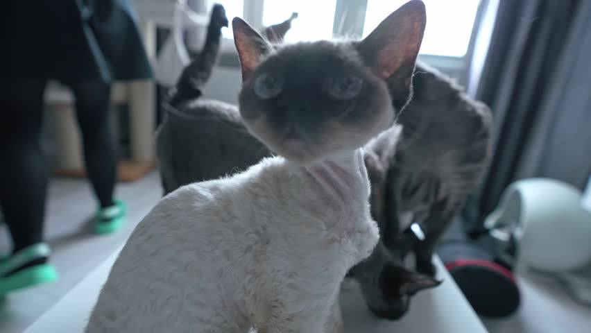 Four colored Devon Rex cats sitting close together on a table. High quality 4k footage Royalty-Free Stock Footage #1100899719