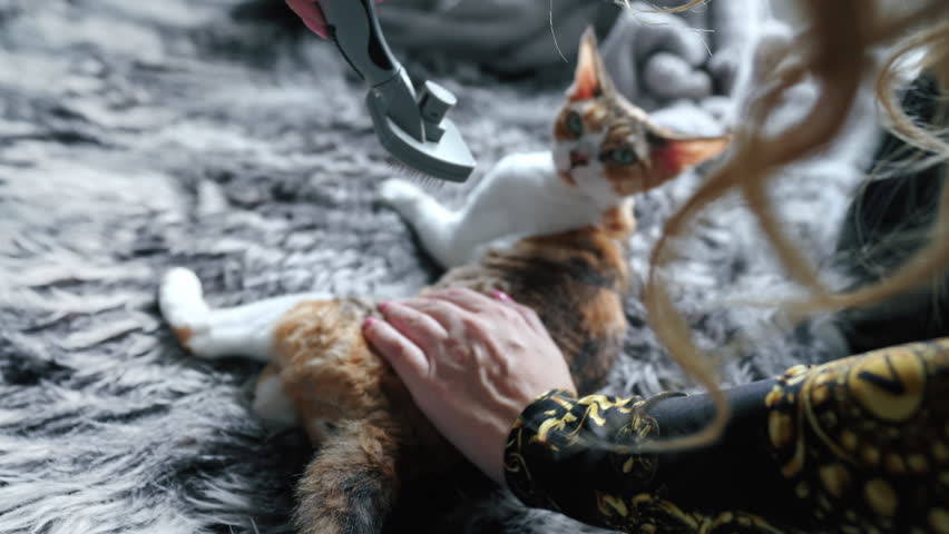 A woman combing calico Devon Rex cat with a brush . High quality 4k footage Royalty-Free Stock Footage #1100899721