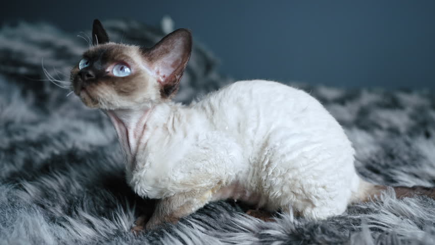 Tabby pointed Devon Rex cat sitting on a bed. High quality 4k footage Royalty-Free Stock Footage #1100899723
