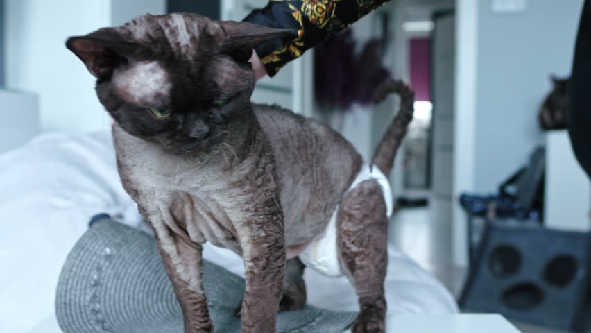 Woman petting her old grey Devon Rex cat in a diaper. High quality 4k footage Royalty-Free Stock Footage #1100899725