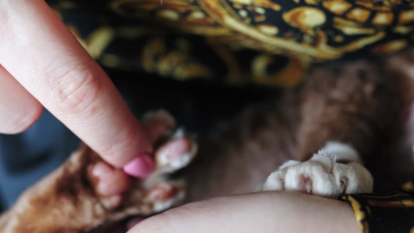 Closeup of a woman finger touching pink pads of a Devon Rex cat paw. High quality 4k footage Royalty-Free Stock Footage #1100899727