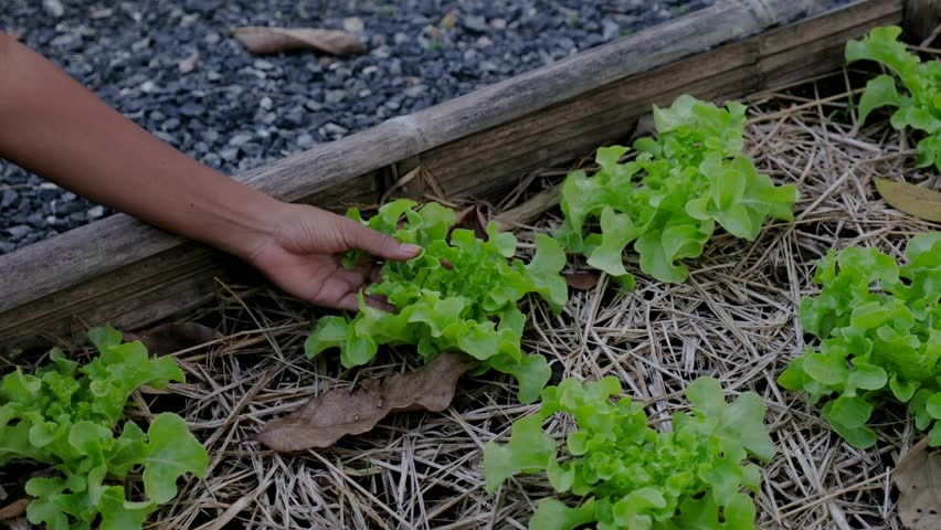 Community kitchen garden. Raised garden beds with plants in a vegetable community garden in Thailand. woman hand with vegetables in a eco garden