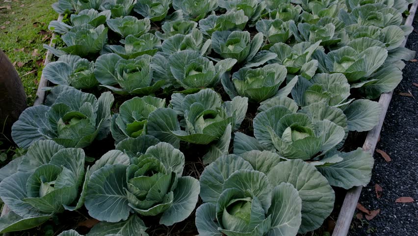 Community kitchen garden. Raised garden beds with plants in a vegetable community garden in Thailand. 