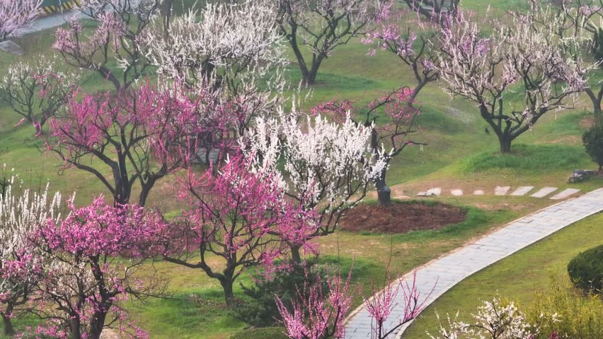 Plum blossoms bloom in spring in Wuhan East Lake Plum Garden