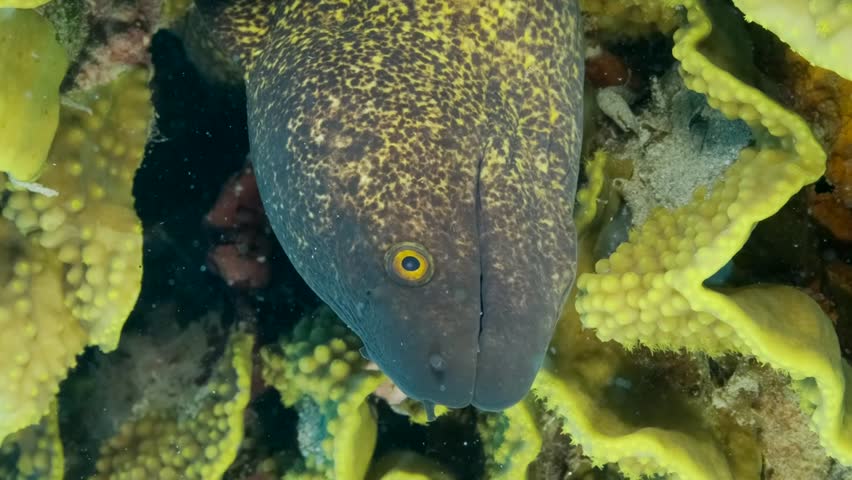 VERTICAL VIDEO, Yellow Edged Moray Eel (Gymnothorax flavimarginatus) peeks out of its vibrant, light green Lettuce coral or Yellow Scroll Coral (Turbinaria reniformis), Close-up