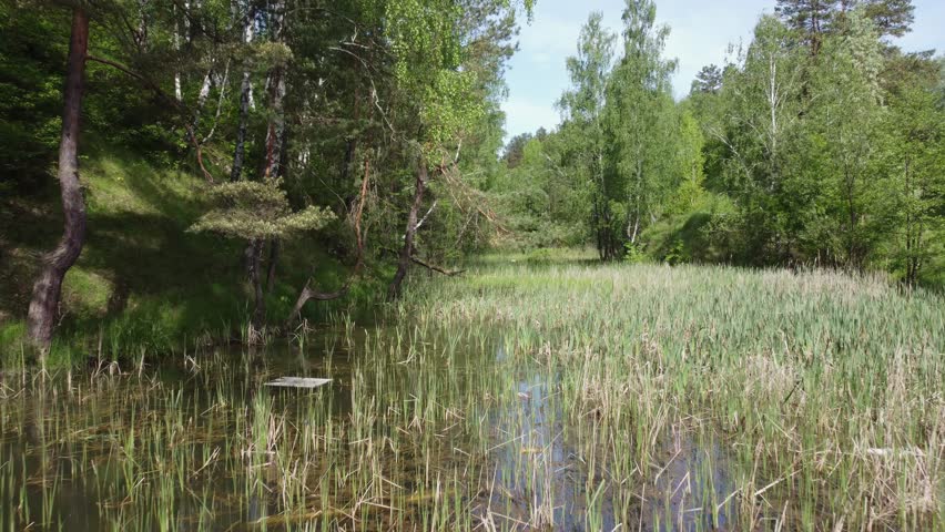 Scenic small forest lake densely overgrown with reeds, trees on hilly shores in summer day, aerial view while moving backwards above the water at low altitude

