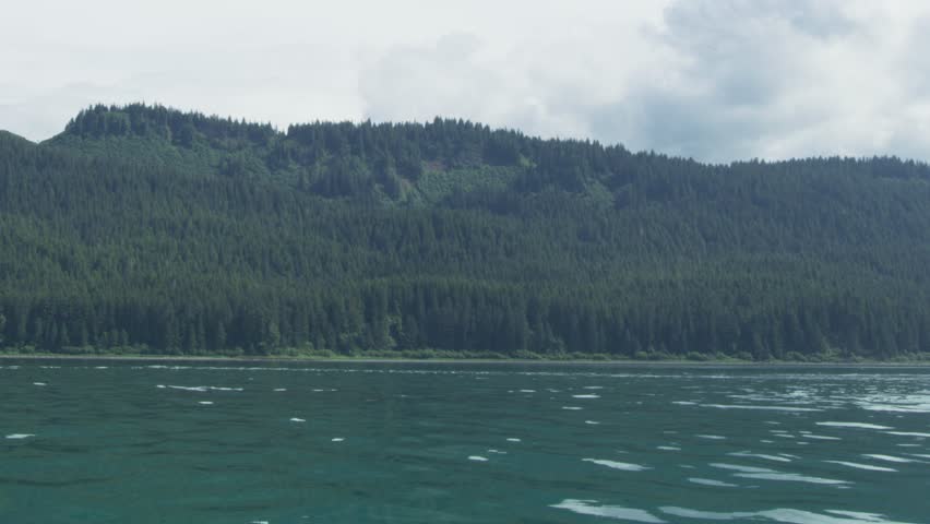 The whale swims freely in the sea, emitting water vapor as it breathes. Various landscapes in summer.Alaska, USA., 2017