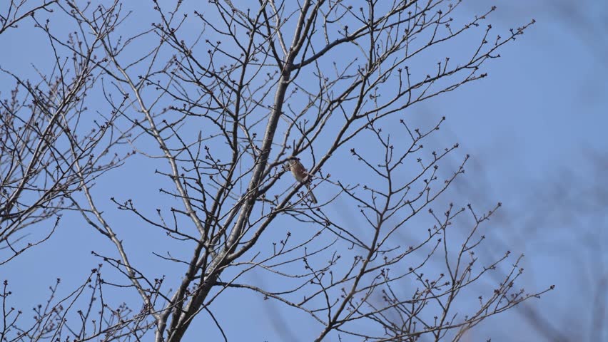 bull headed shrike is on a tree