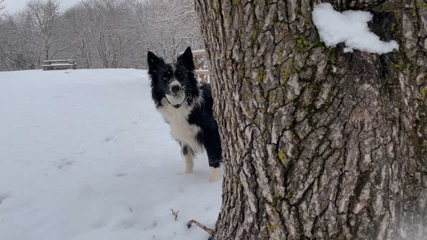 An expressive border collie puppy dog looks into the camera partially hidden by a tree, moving his head, holding his ball in his mouth, as snow falls in the woods.