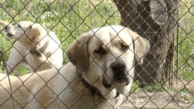 A labrador retriever looking closely at the camera while another one barks