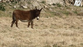Precioso burro de color marron y abundante pelo pastando en un prado abierto. El burro vive libre sin recintos.