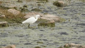 A pretty, slender white egret or Egretta garzetta fishing for small fish and crayfish.