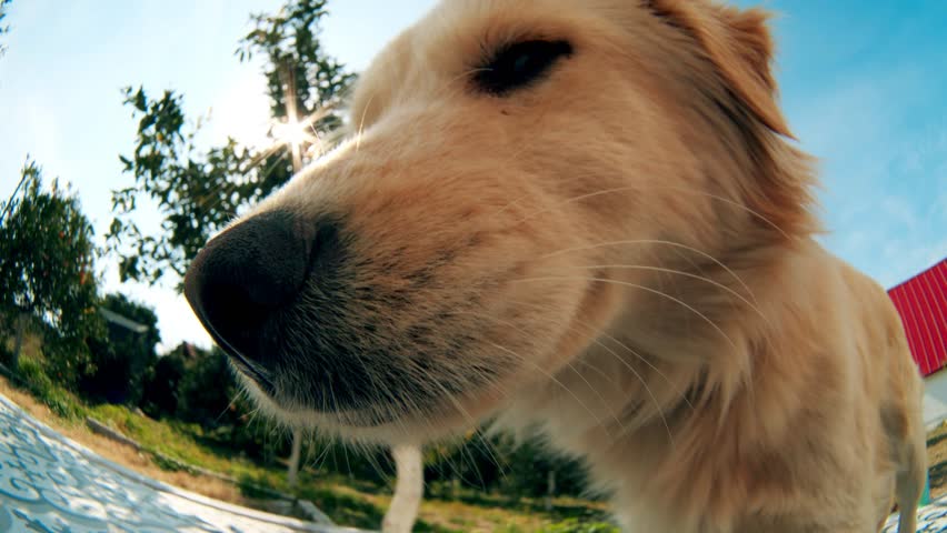 Funny fisheye portrait of a dog in the garden, extreme close-up shot | Shutterstock HD Video #1100913969