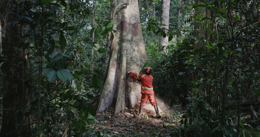 Logger making final cuts in a tall hardwood tree as it crashes to the ground in a tropical rainforest. Climate Change. Deforestation. global warming  Royalty-Free Stock Footage #1100914271