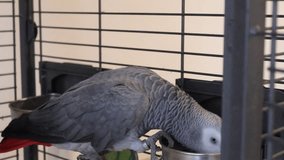 An African Grey Parrot drinking Camomile Tea in the morning. This bird likes a warm drink every morning and enjoys this from his perch. The tea drops to room temperature before the pet drinks.