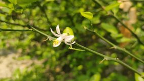 Video showing a citrus flower attached to the twig on a hazy day recorded against natural background