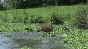 Red Fox, vulpes vulpes, Adult crossing River, Normandy in France, Real Time