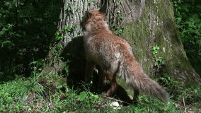 Red Fox, vulpes vulpes, Adult female walking in the forest among foliage, Normandy in France, Real Time
