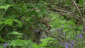 Red Fox, vulpes vulpes, Adult female in the forest among foliage, Normandy in France, Real Time
