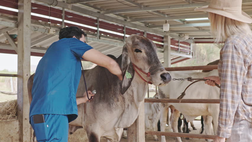 Brahman cattle being checked for health by a livestock doctor and rancher in a clean pen. cattle breeding farm Royalty-Free Stock Footage #1100920257