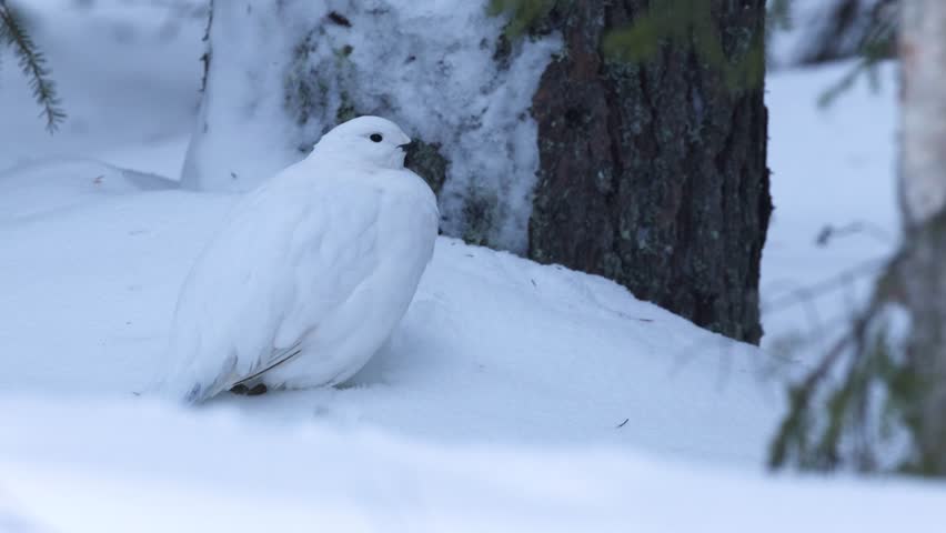 Willow ptarmigan resting on snow after feeding near Kuusamo, Northern Finland