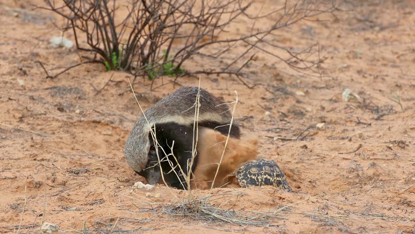 Honey badger (Mellivora capensis) covering a leopard tortoise with sand, Kalahari desert, South Africa
