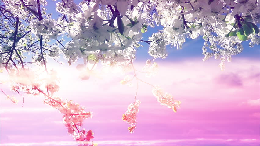 Cherry blooming tree against multicolored sky with the sun in timelapse. Gorgeous atmospheric nature scene.  Royalty-Free Stock Footage #1100926199