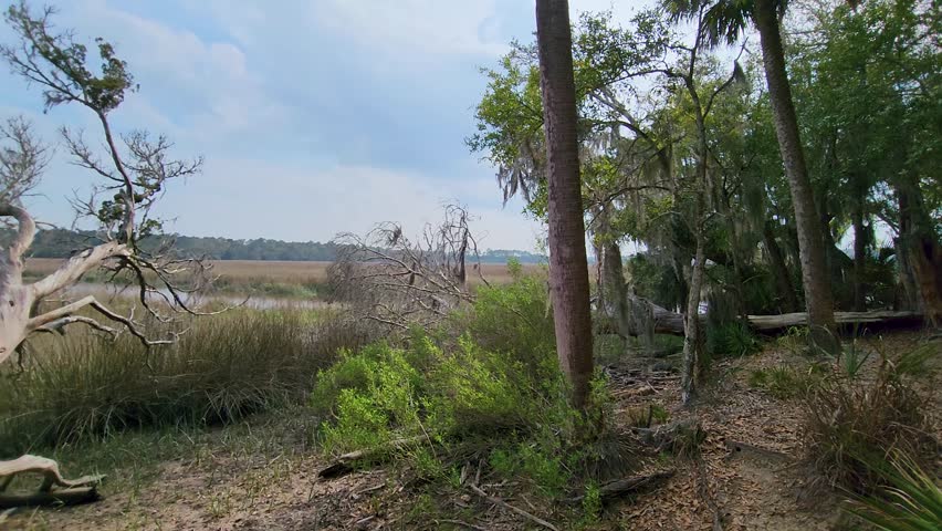 panning footage a marsh with tall thick grass and flowing water with palm trees and weeping willow trees and lush green plants with blue sky at Wormsloe Historic Site in Savannah Georgia USA