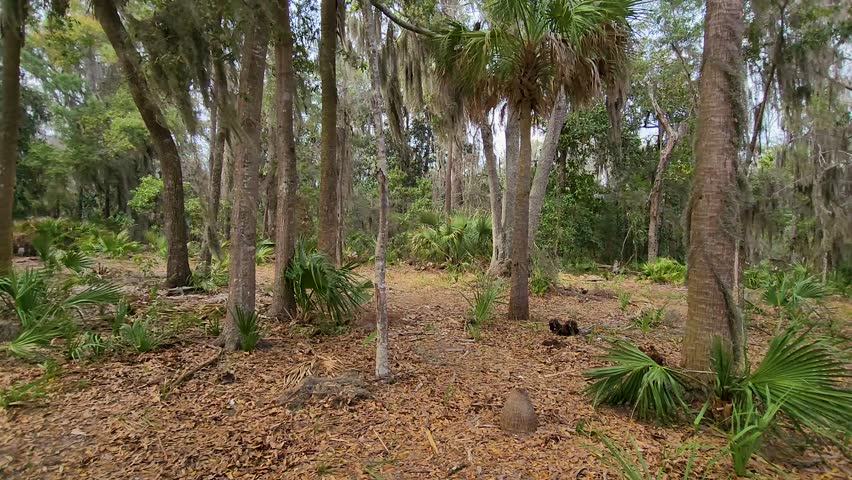 Footage of a forest filled with lush green palm trees and plants with brown fallen leaves on the ground with blue sky at Wormsloe Historic Site in Savannah Georgia USA