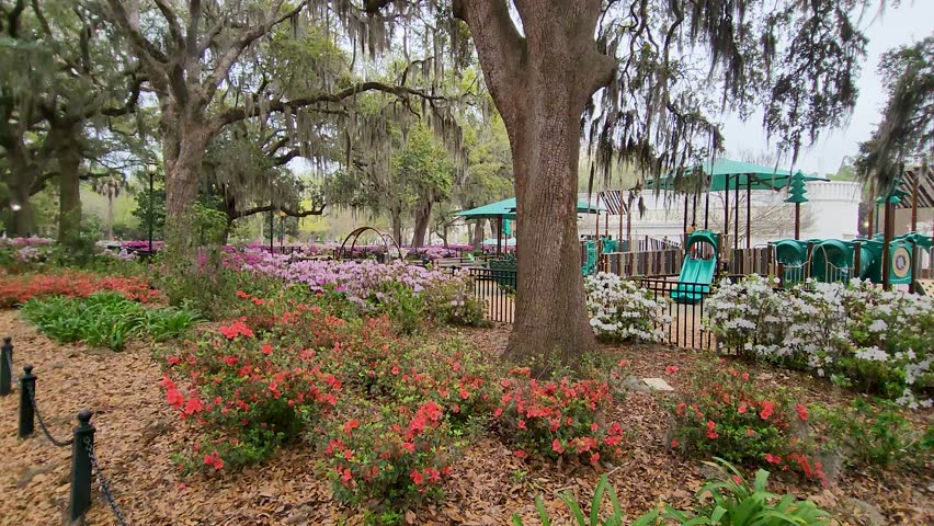 footage of a gorgeous winter landscape at Forsyth Park with pink and white flowers, weeping willow trees, lush green grass and a playground with a jungle gym in Savannah Georgia USA
