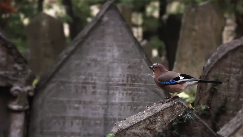 Bird Perched on an Ancient Tombstone at the Old Jewish Cemetery, Prague - 4K