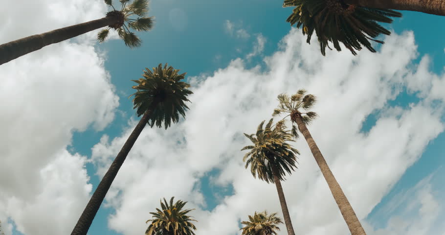 Driving on a Street Lined with Palm Trees. Beach on the tropical island. Palm trees at sunlight. Wide Shot of Driving with Camera Looking up at Palm. POV Tropical Vacation. 