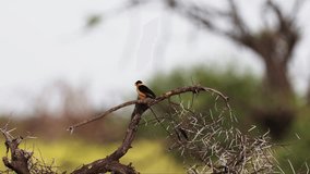 A Shaft tailed whydah singing
