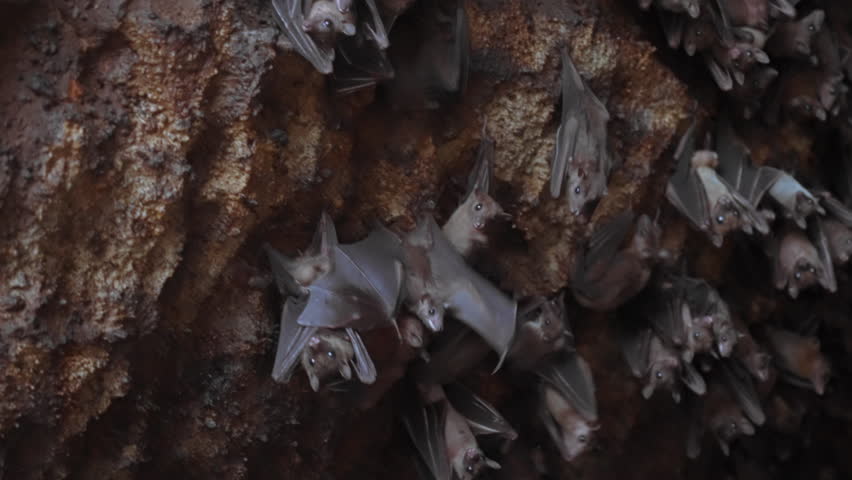 Bats hanging on brown stone wall of cave and flying out of frame. Life of flying foxes colony in wild close-up. Bats are start flying to hunt. Live hand camera. film grain texture.  Royalty-Free Stock Footage #1100944451