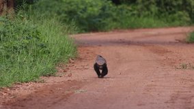  a Honey badger on the road