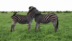 Two zebras grooming each other